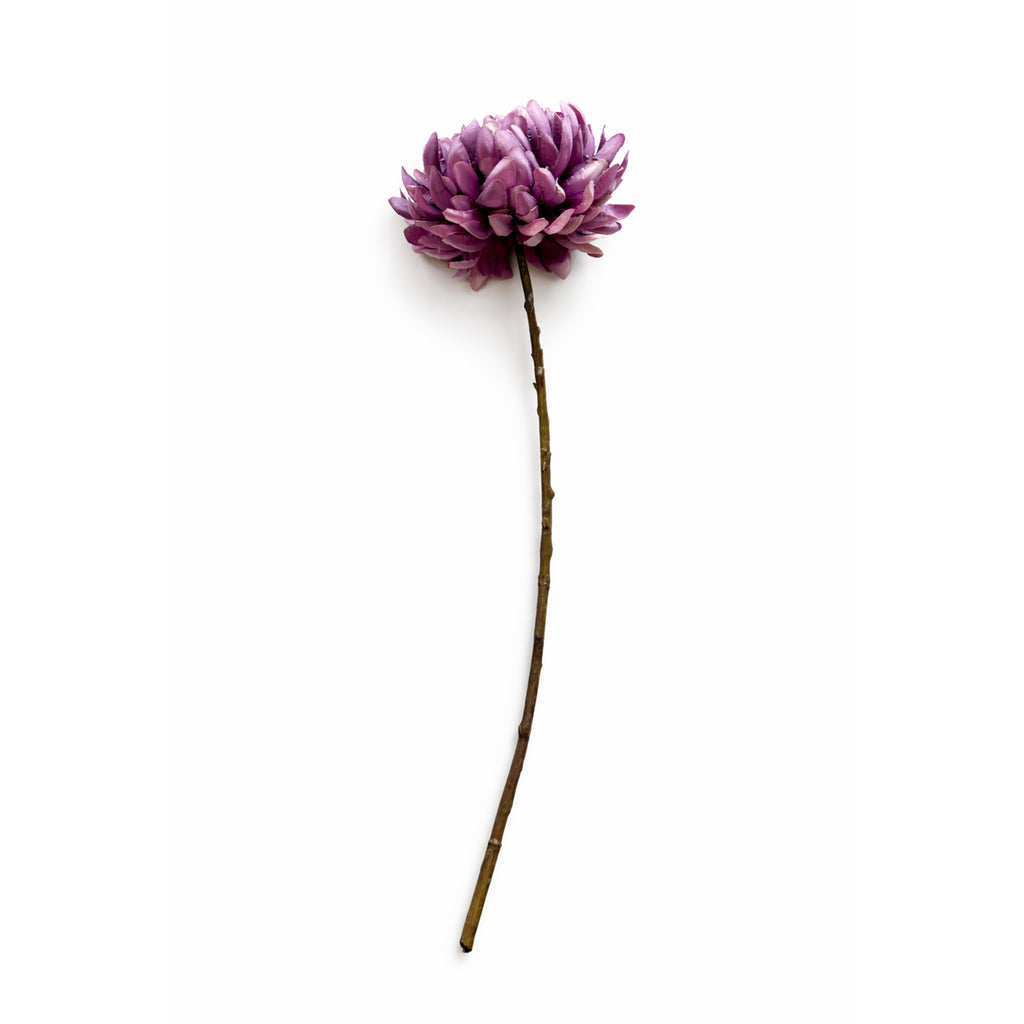 Chrysant tak Paars