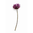 Chrysant tak Paars