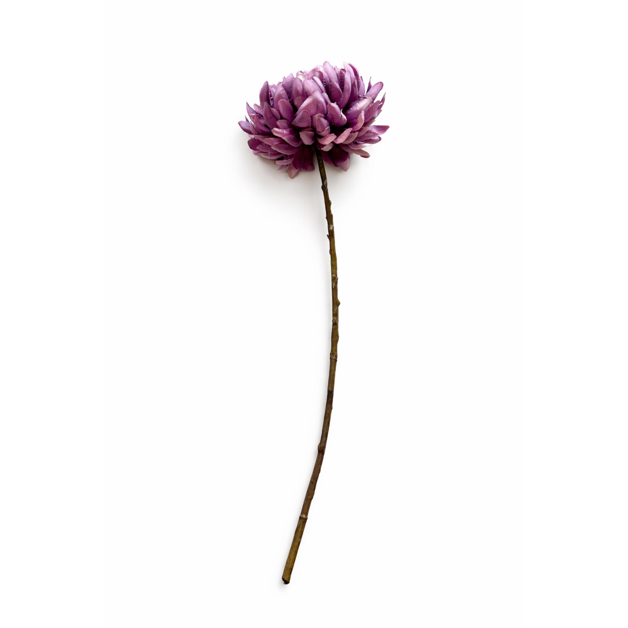 Chrysant tak Paars