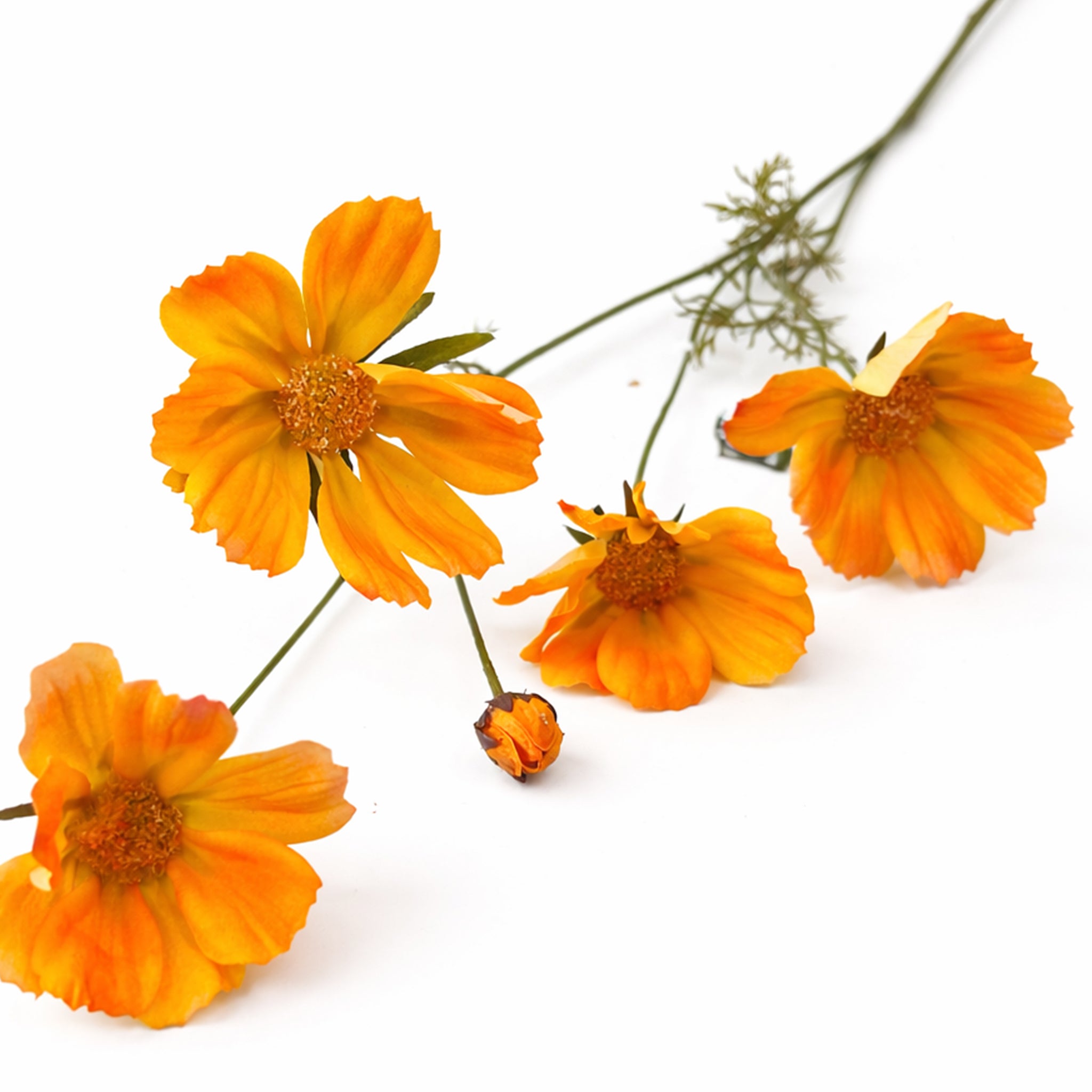 Cosmos tak Oranje