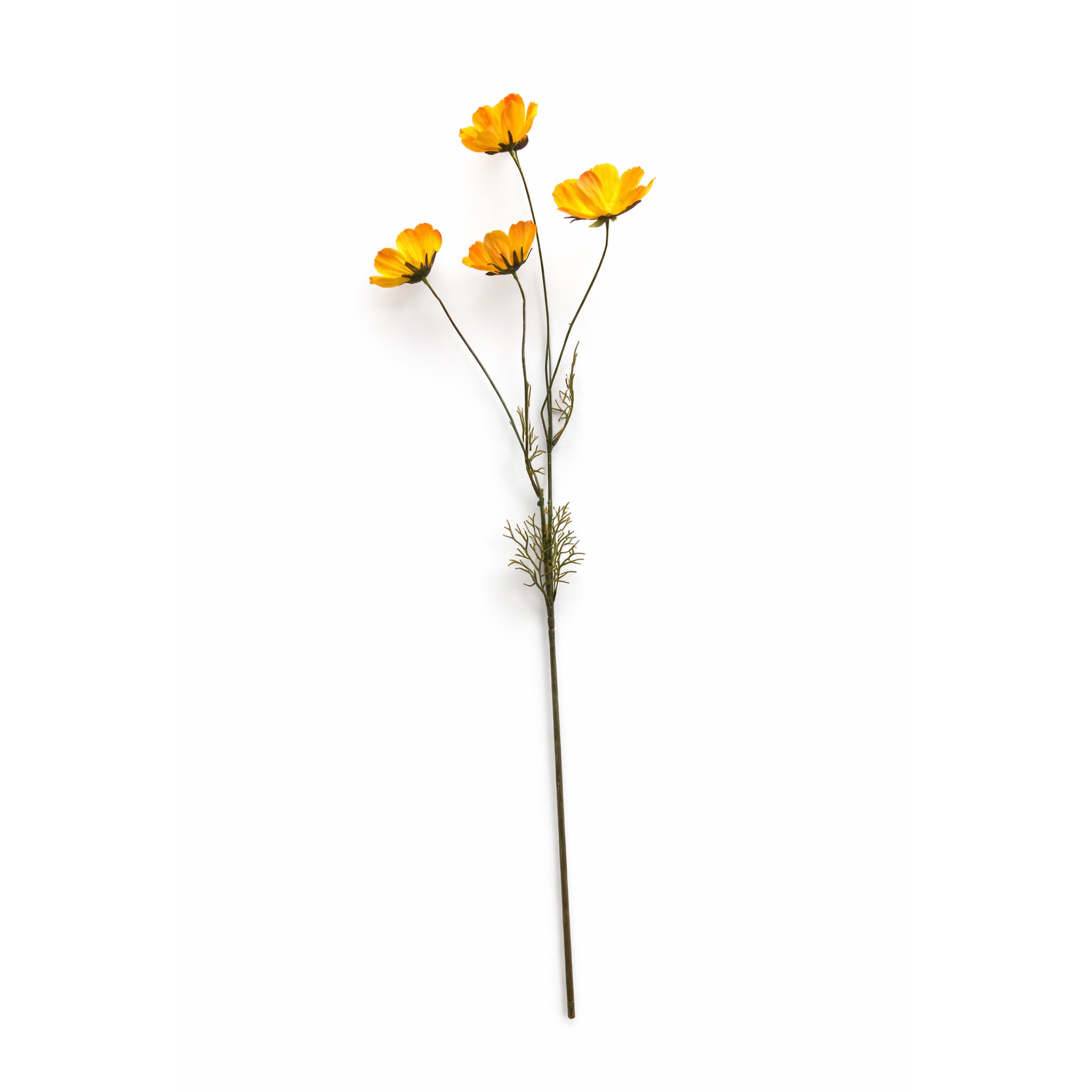 Cosmos tak Oranje