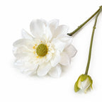 Dahlia tak Wit/Crème