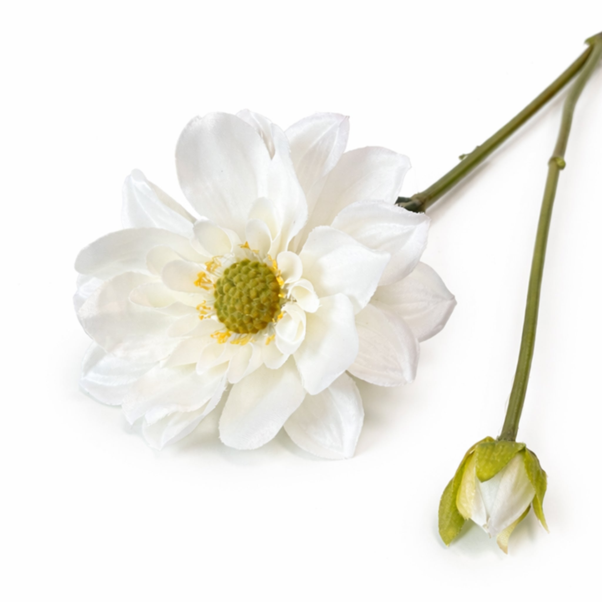 Dahlia tak Wit/Crème