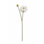 Dahlia tak Wit/Crème