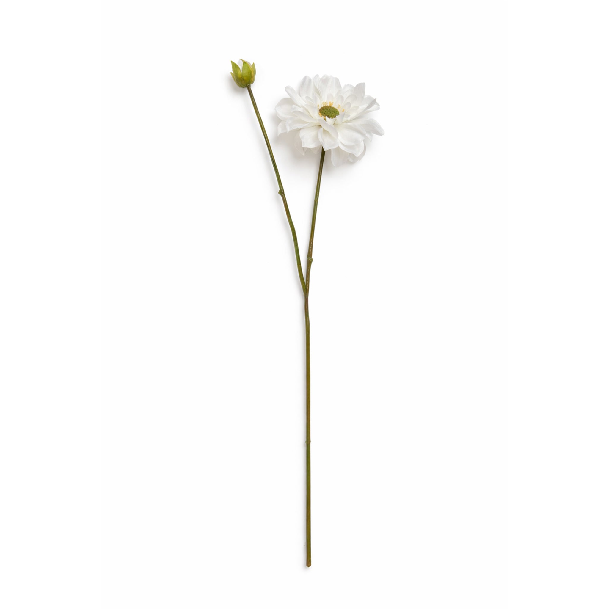 Dahlia tak Wit/Crème