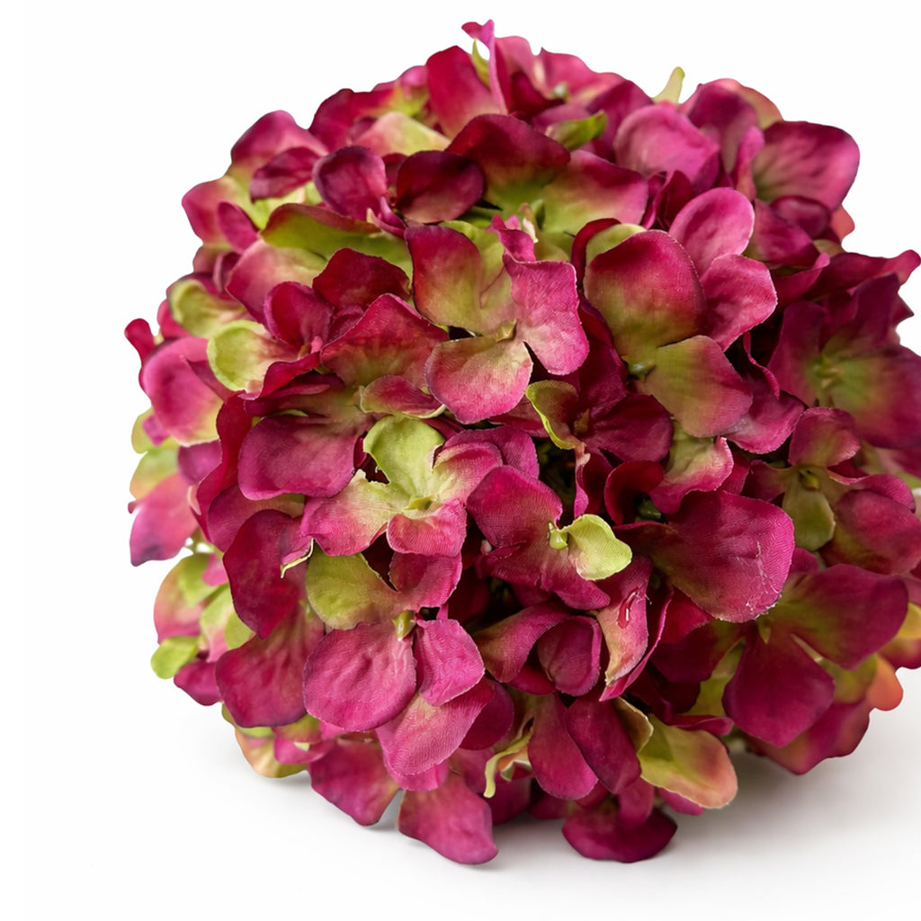 Hortensia tak Paars