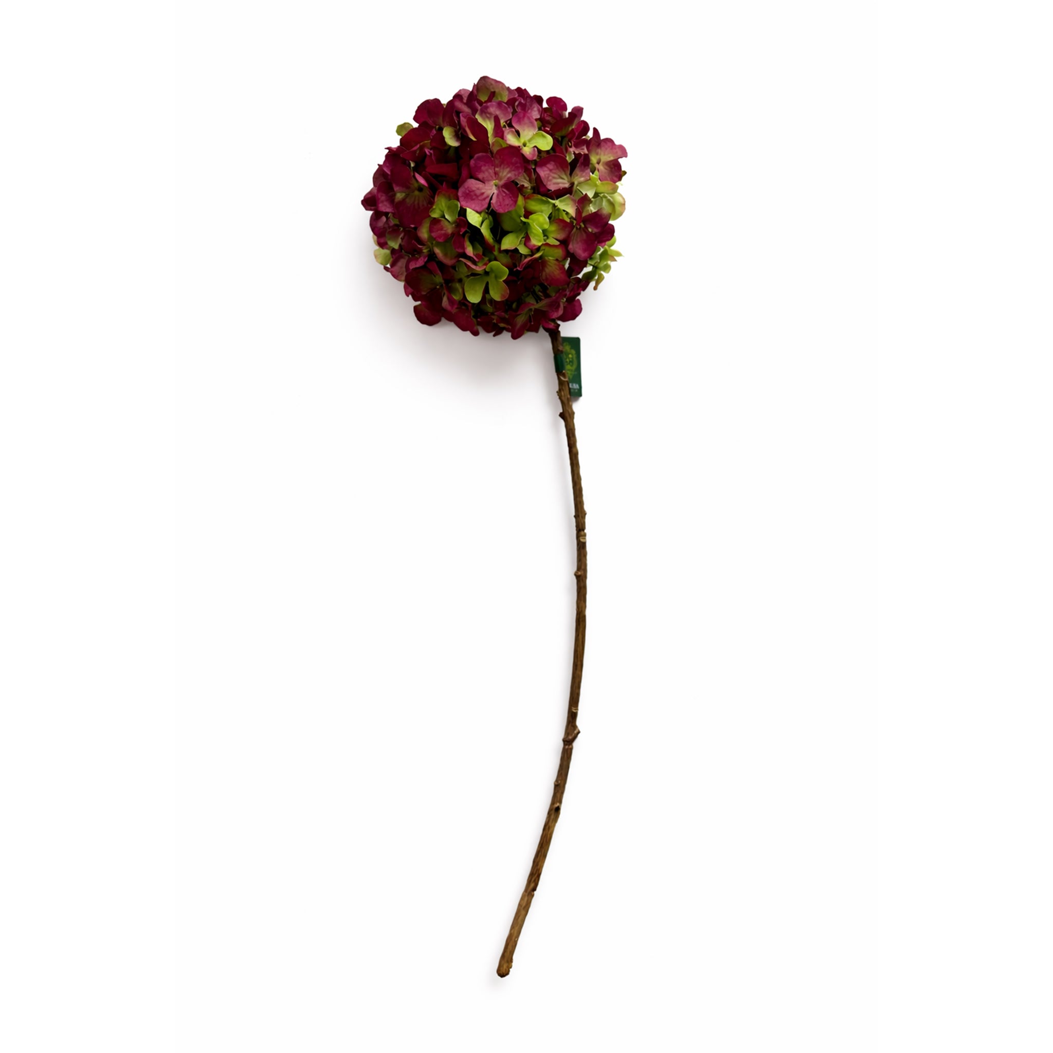 Hortensia tak Paars