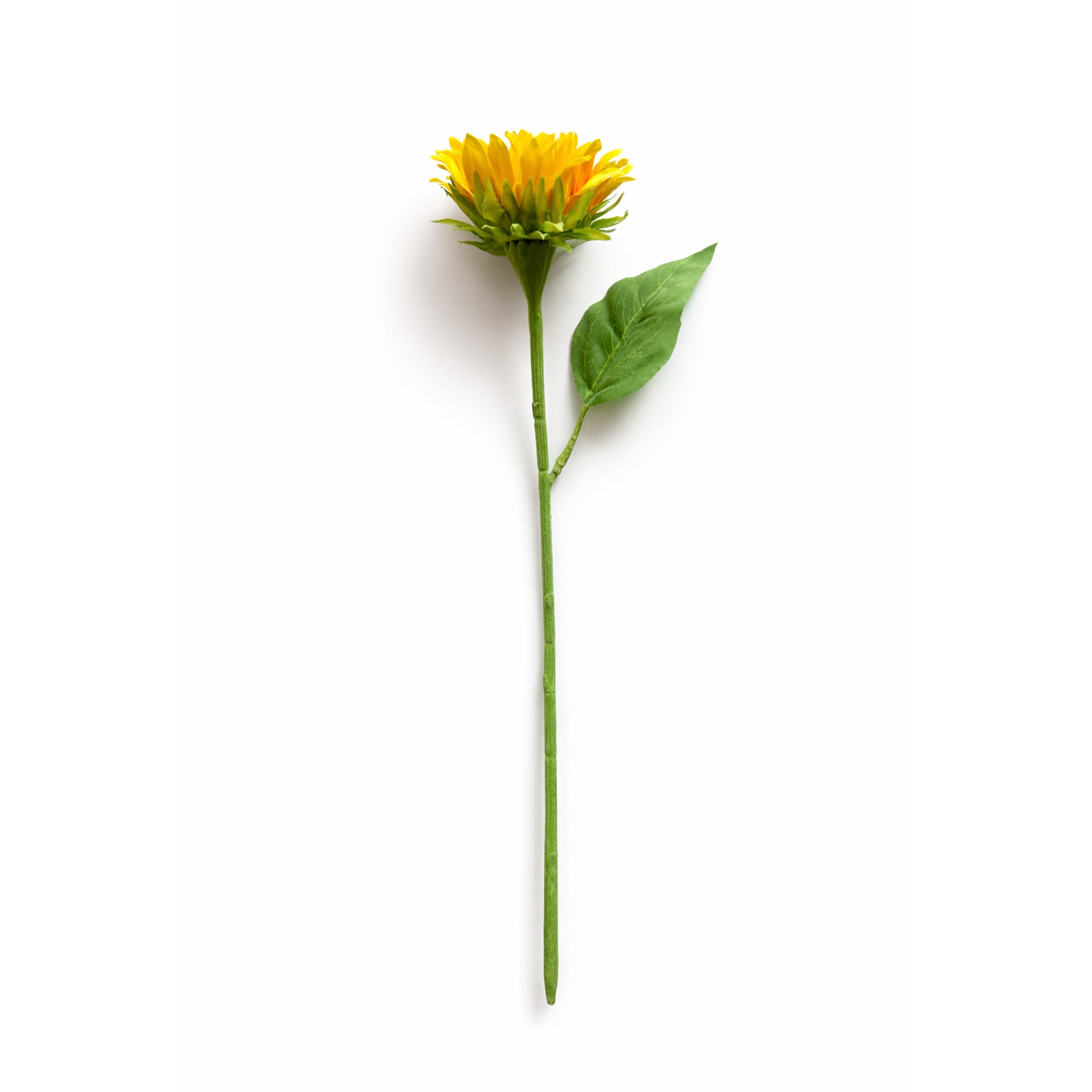 Zonnebloem