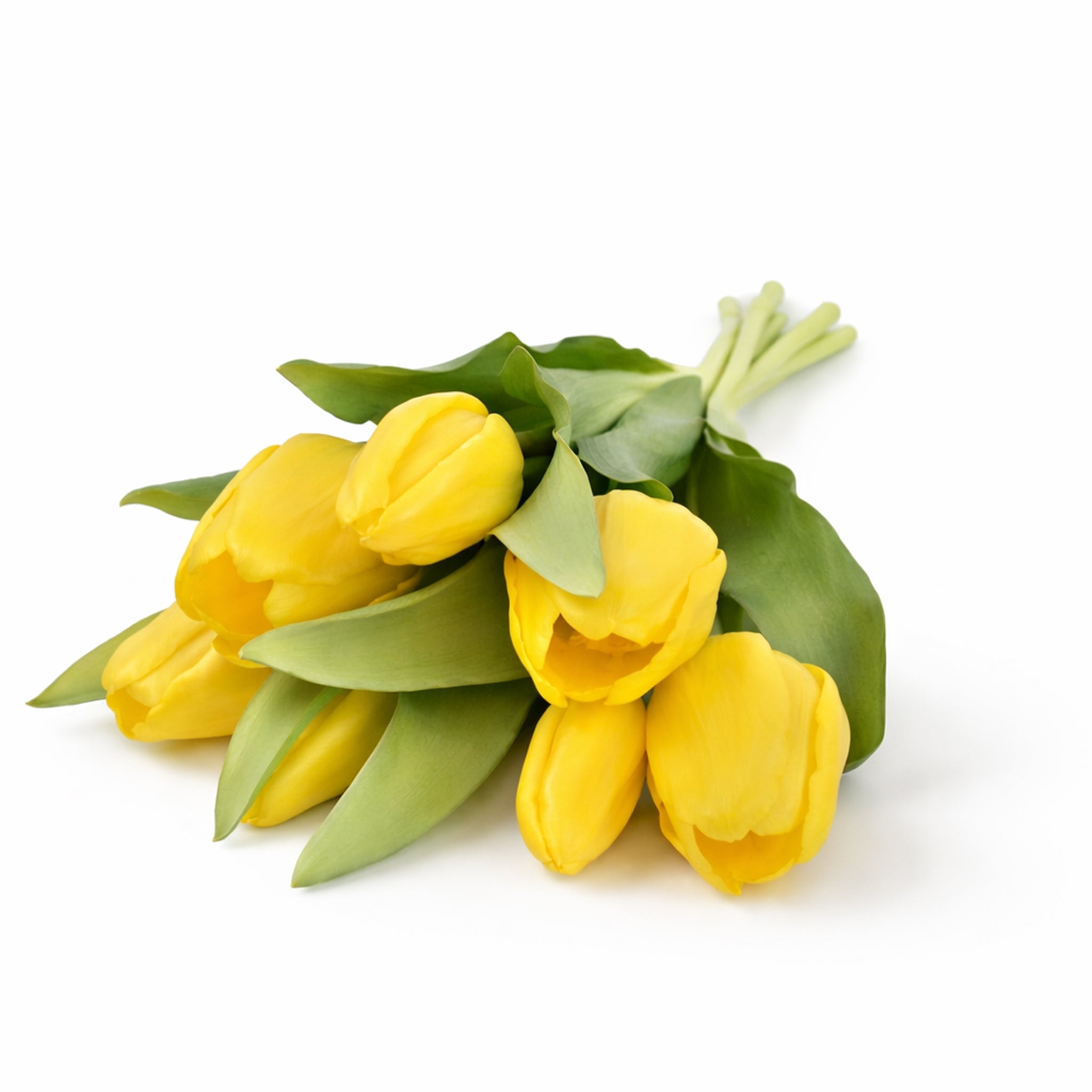 Tulpen, Real Touch, Geel, 7st.