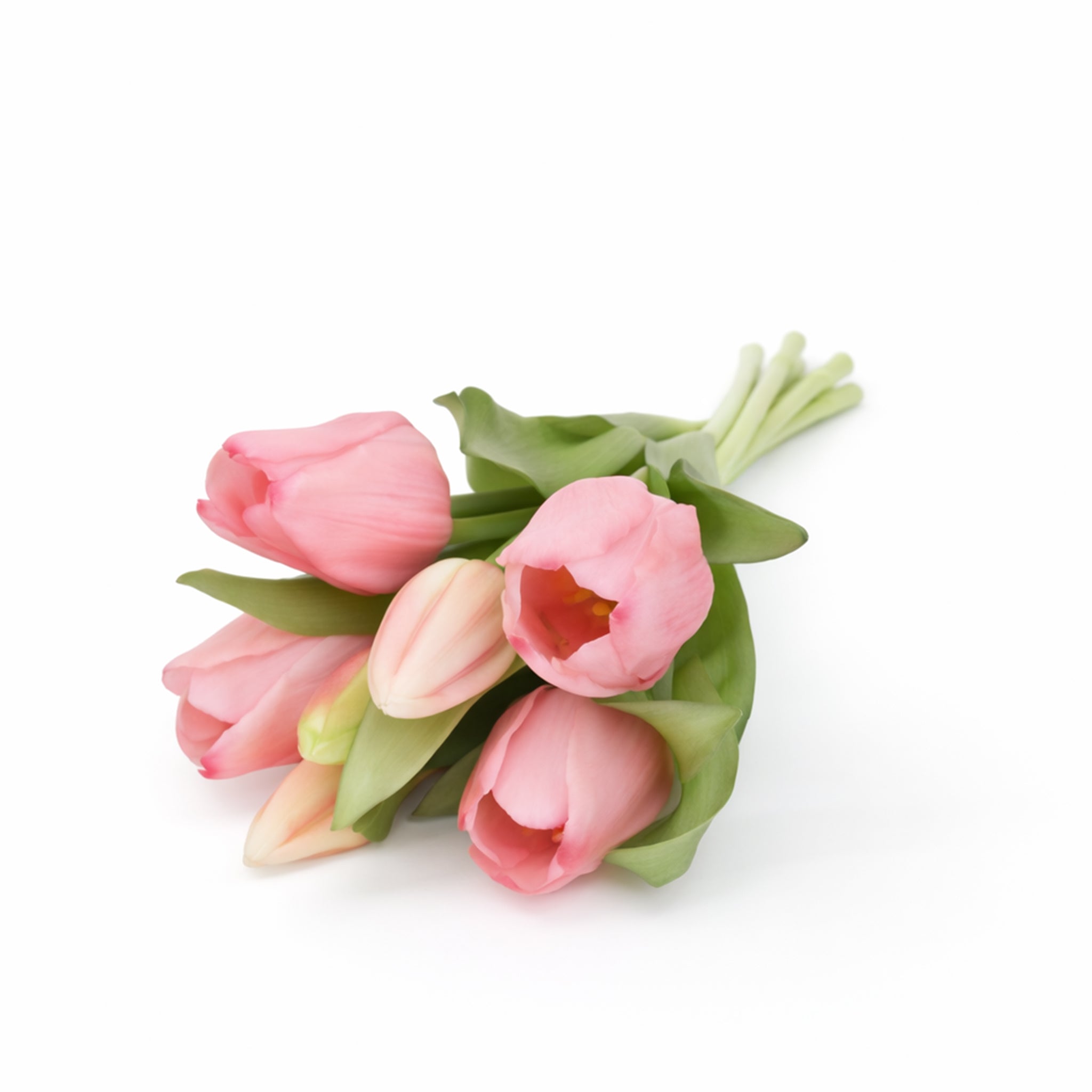 Tulpen, Real Touch, Lichtroze, 7st.