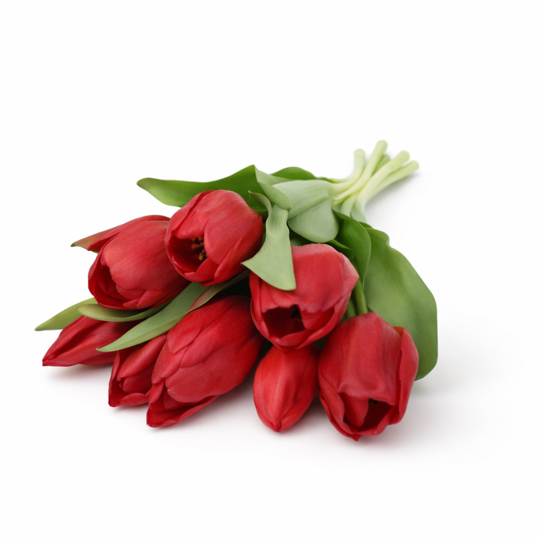 Tulpen, Real Touch, Rood, 7st.